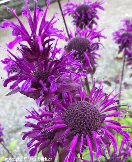 Monarda Media-Ryhm 'Scorpion', tarhavriminttu